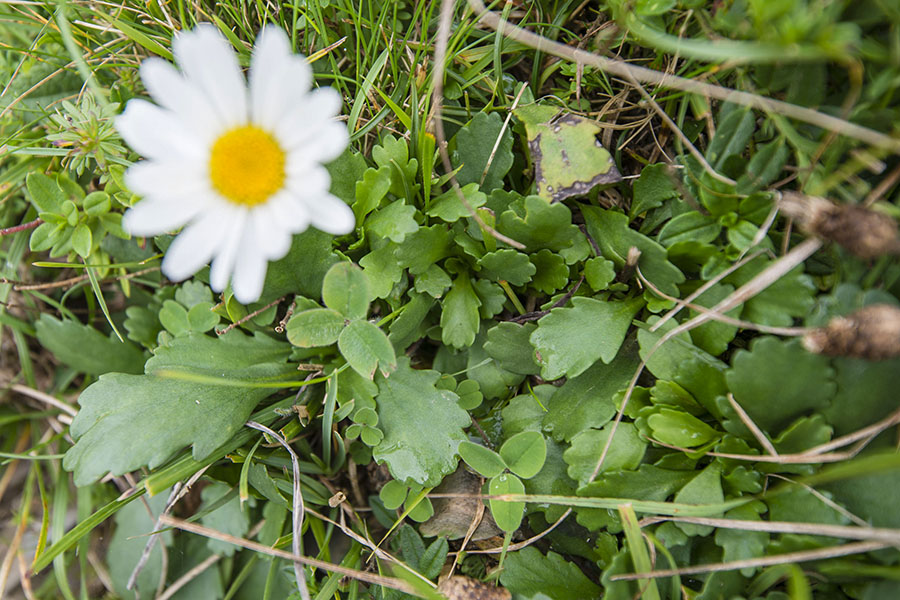 Leucanthemum pachyphyllum ?
